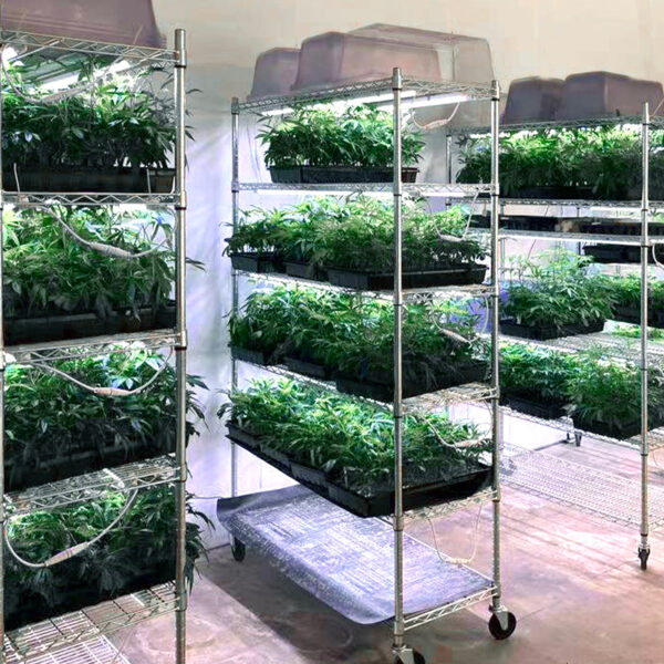 ledgrowlampe-clone-light-3