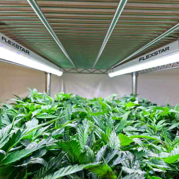 ledgrowlampe-clone-light-4
