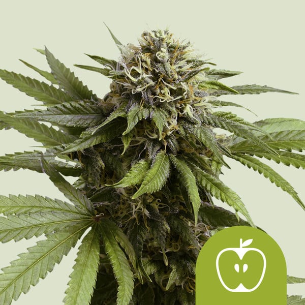 apple-fritter-automatic