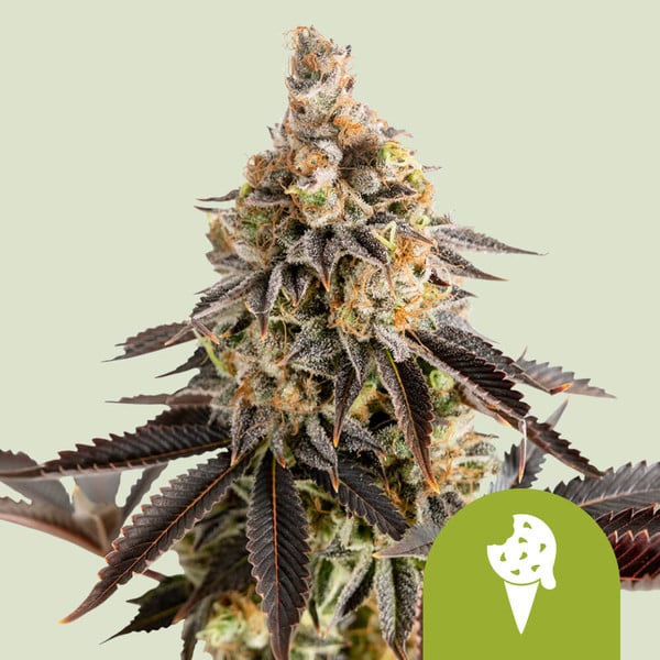 cookies-gelato-automatic