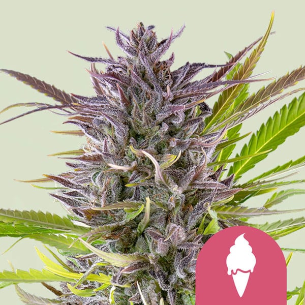green-gelato-automatic
