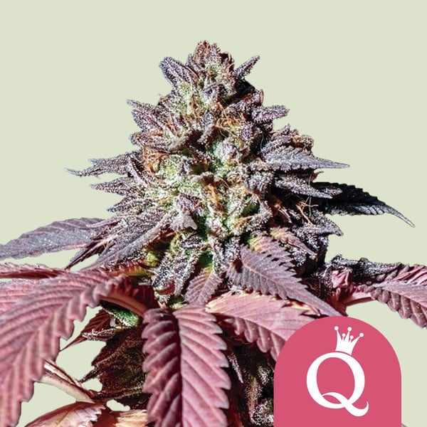 purple-queen